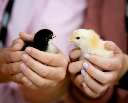 Pat a Chick