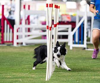 SRES_Competition-Showcases_Section-3_Image-1